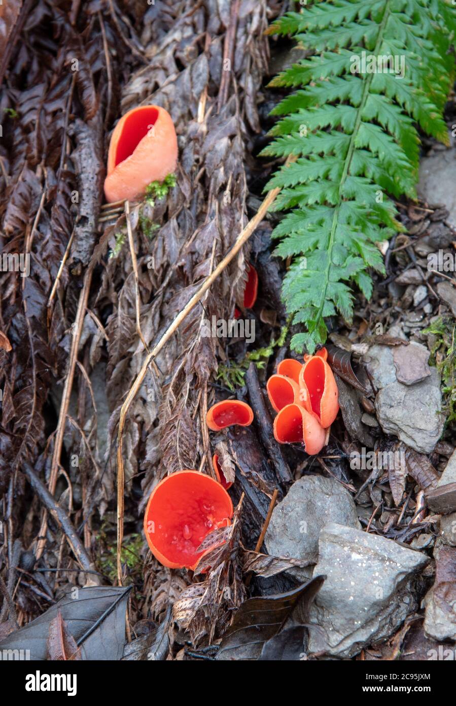 Winterwaldboden. Toadstools und Pilze aus der Nähe. Fotografiert in Deutschland im Januar Stockfoto