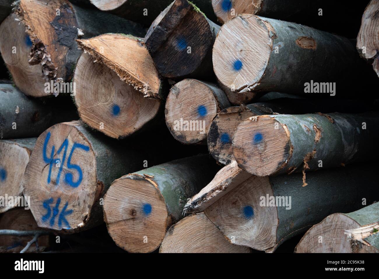 Winterwald. Ein Stapel von umgestürzten Bäumen nach der Entwaldung. Fotografiert in Deutschland im Januar Stockfoto