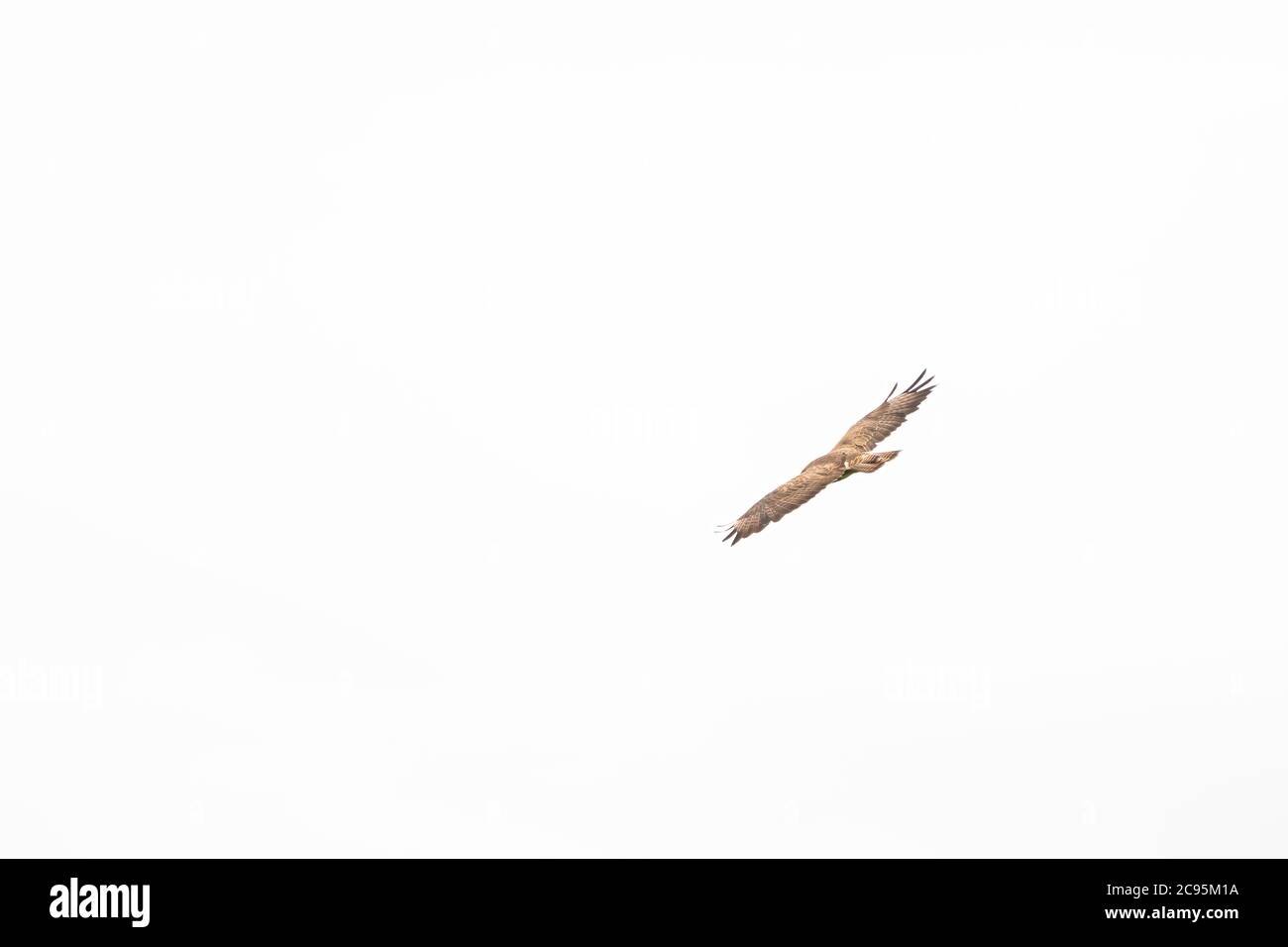 Ein Bussardvogel, Vogel des Gebets, buteo buteo, im Flug gegen einen weißen Himmel Stockfoto