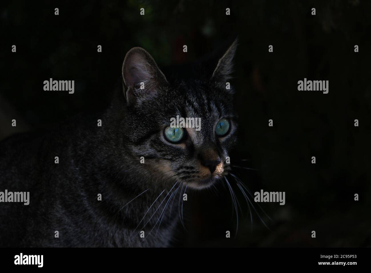 Schöne Katze mit grünen Augen im Dunkeln Stockfoto