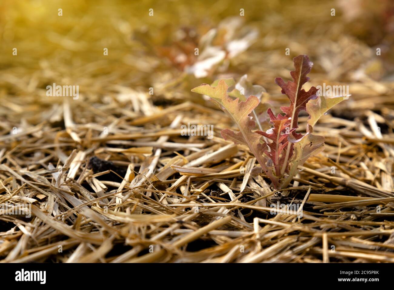 Frische junge Baby rote Eiche Salat Gemüsebau auf der Saatbettpflanze auf dem Bio-Bauernhof mit warmem Sonnenlicht am Morgen. Bio-Landwirtschaft und Stockfoto