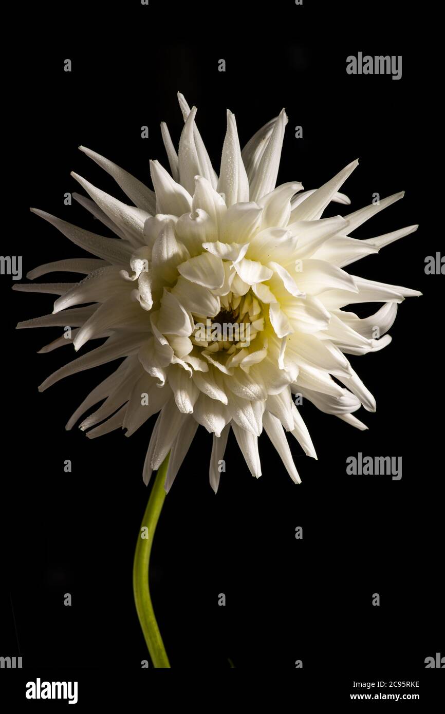 Schöne weiße Chrysantheme Blume isoliert auf einem schwarzen Hintergrund Stockfoto