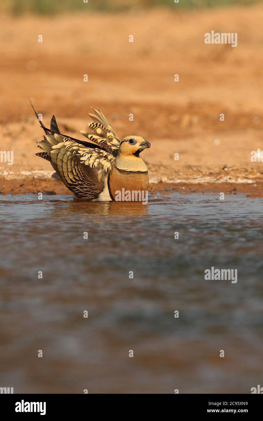 Nadelschwanz-Sandhuhn Männchen an einem Wasserpunkt in der trockenen Sommerzeit Stockfoto