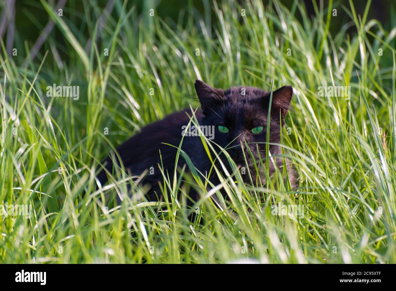 Schwarze Katze mit schönen grünen Augen jagen im Gras auf der Wiese und schauen in die Kamera Stockfoto