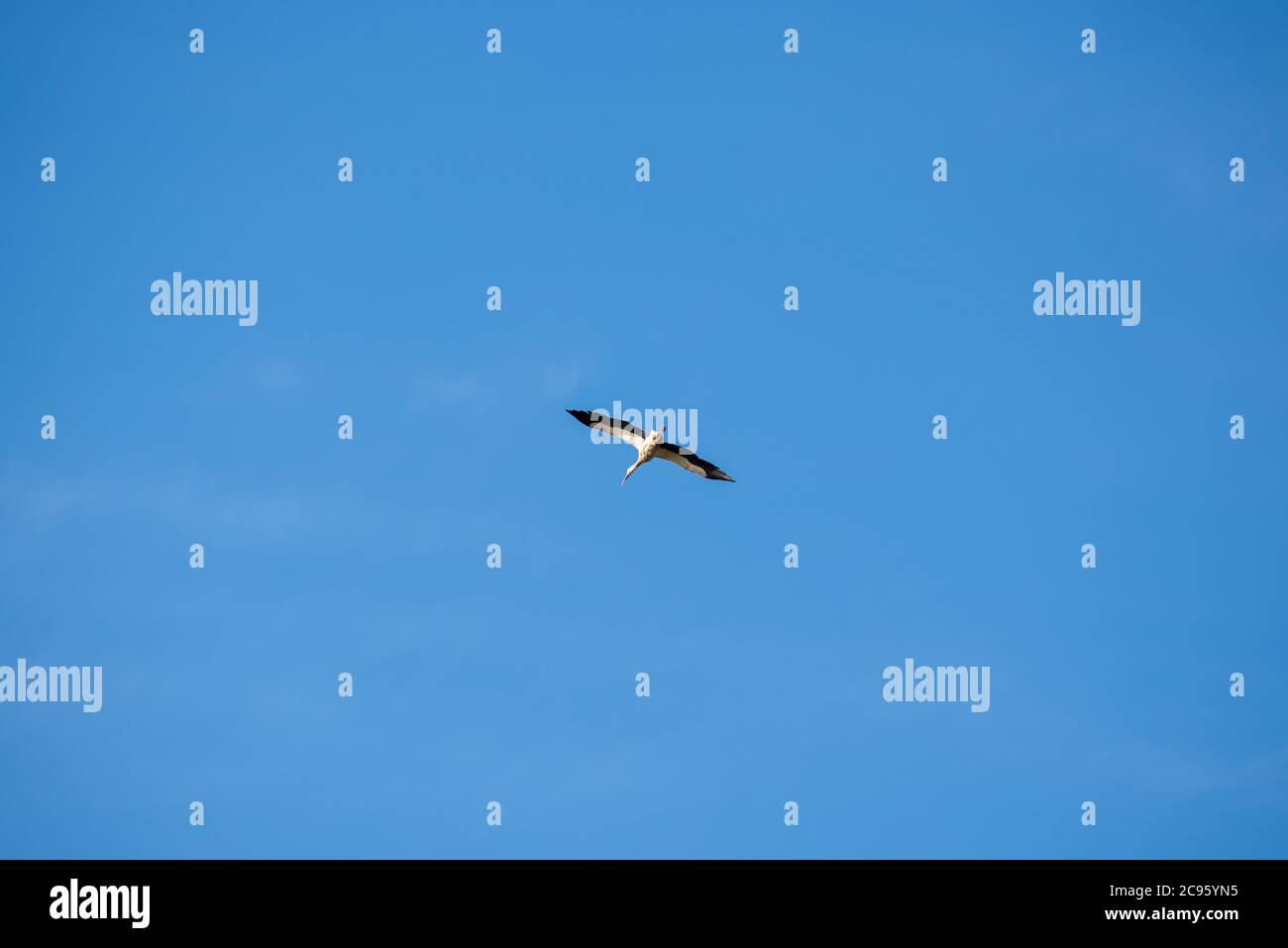 Ein Storch fliegt in den blauen Himmel, Unabhängigkeit, Wahlfreiheit, Bewegung und Action Stockfoto