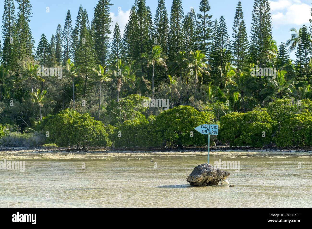 anmelden tropischer Wald mit Hinweis auf natürlichen Pool von oro Bucht, Isle of Pines, Neukaledonien Stockfoto