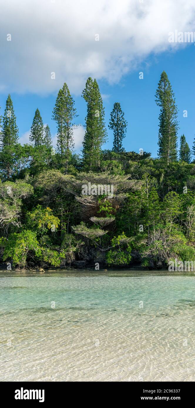 Wald von Araucaria Kiefern. Insel der Kiefern in neukaledonien. Türkisfarbener Fluss entlang des Waldes. Blauer Himmel. Hochformat Stockfoto