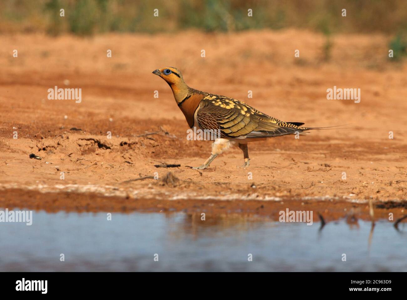 Nadelschwanz-Sandhuhn Männchen an einem Wasserpunkt in der trockenen Sommerzeit Stockfoto