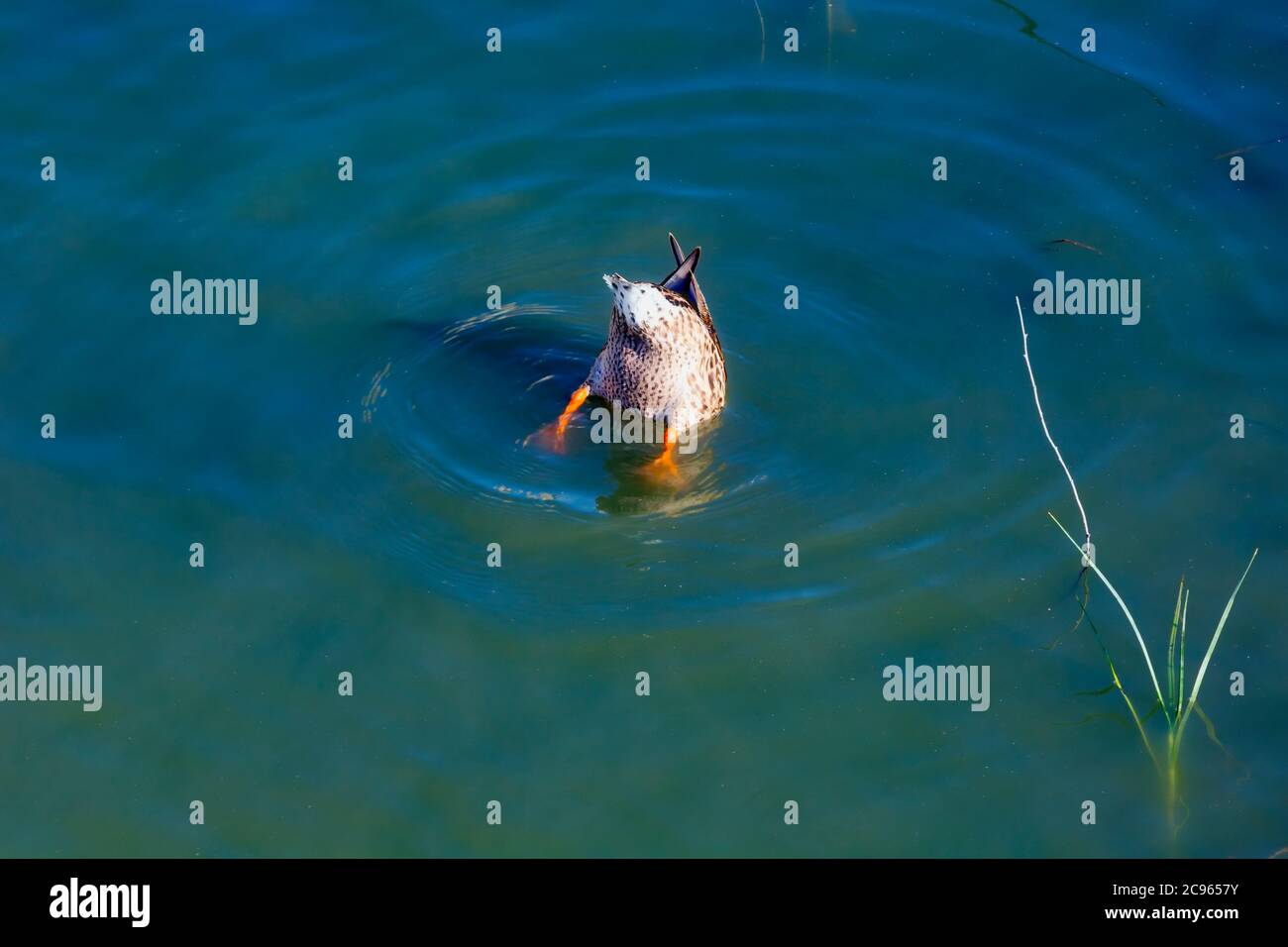Eine Ente duckt Kopf unter Wasser auf der Suche nach Nahrung. Stockfoto