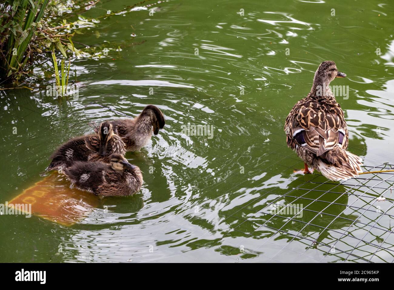 Mallard und ihre Jungen, die das Zeichen Gefahr nicht bemerken, auf den Drahtkörben am See in Abington Park, Northampton, England, zu ertrinken. Kredit: Keith J Smith/Alamy Live Nachrichten Stockfoto