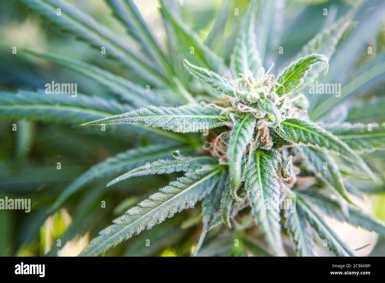 Blume Cannabis (Cannabis sativa). Cannabis enthält eine Gruppe von Chemikalien, die sogenannten Cannabinoide, die einen entspannenden narkotische Wirkung erzeugen, wenn verbraucht. Stockfoto