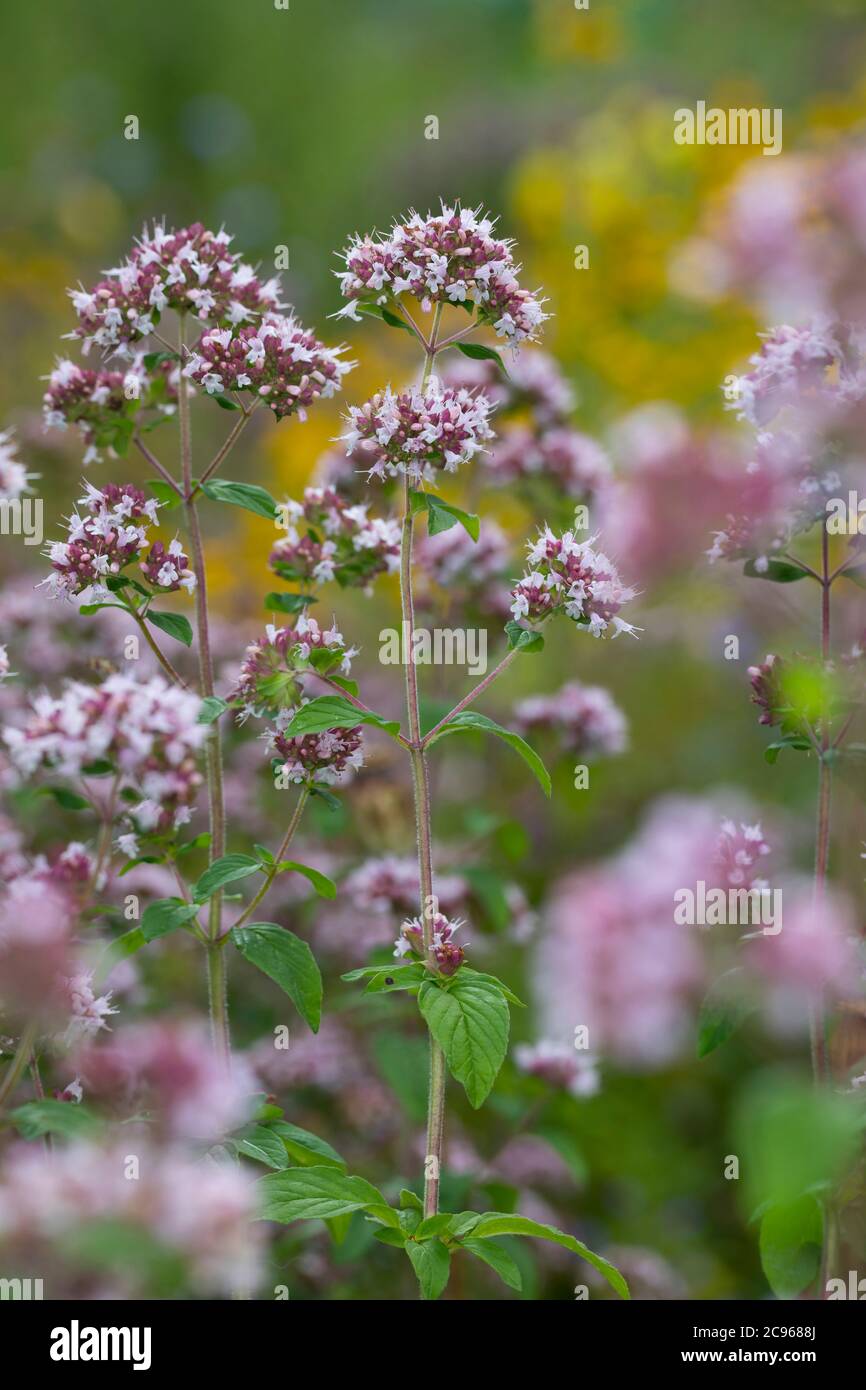 Wilder Dost, Echter Dost, Gemeiner Dost, Dost, Origanum vulgare, Oregano, Oreganum, Wilder Majoran, L'Origan ou Origan commun, marjolaine Sauvage, marj Stockfoto