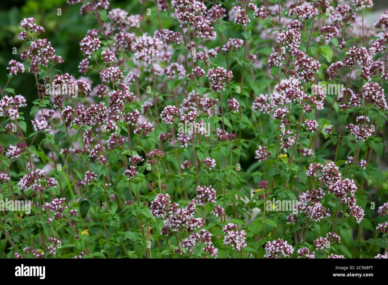 Wilder Dost, Echter Dost, Gemeiner Dost, Dost, Origanum vulgare, Oregano, Oreganum, Wilder Majoran, L'Origan ou Origan commun, marjolaine Sauvage, marj Stockfoto