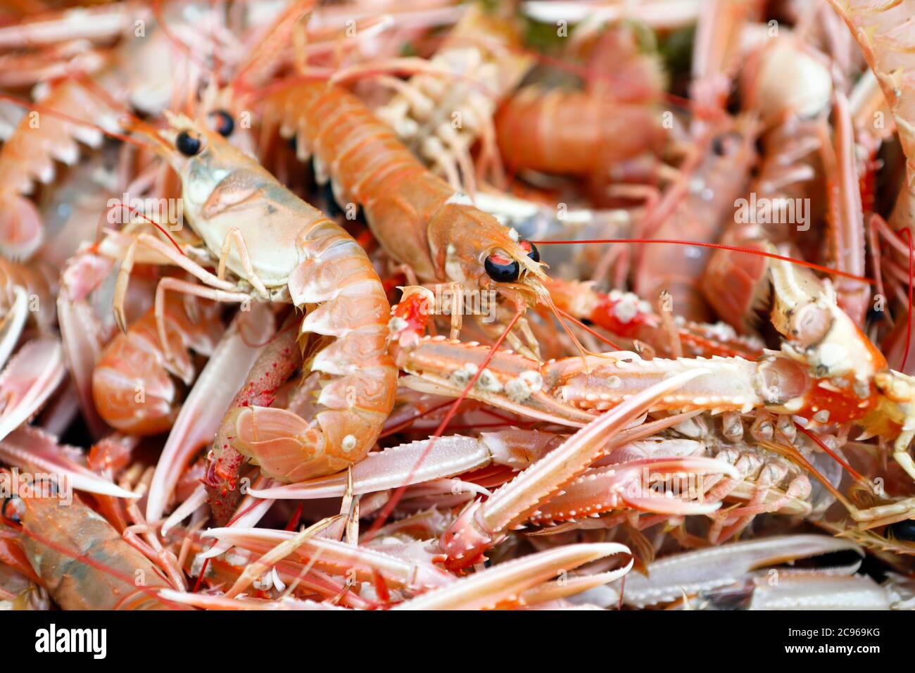 Frisch gefangener schottischer Languostine Stockfoto