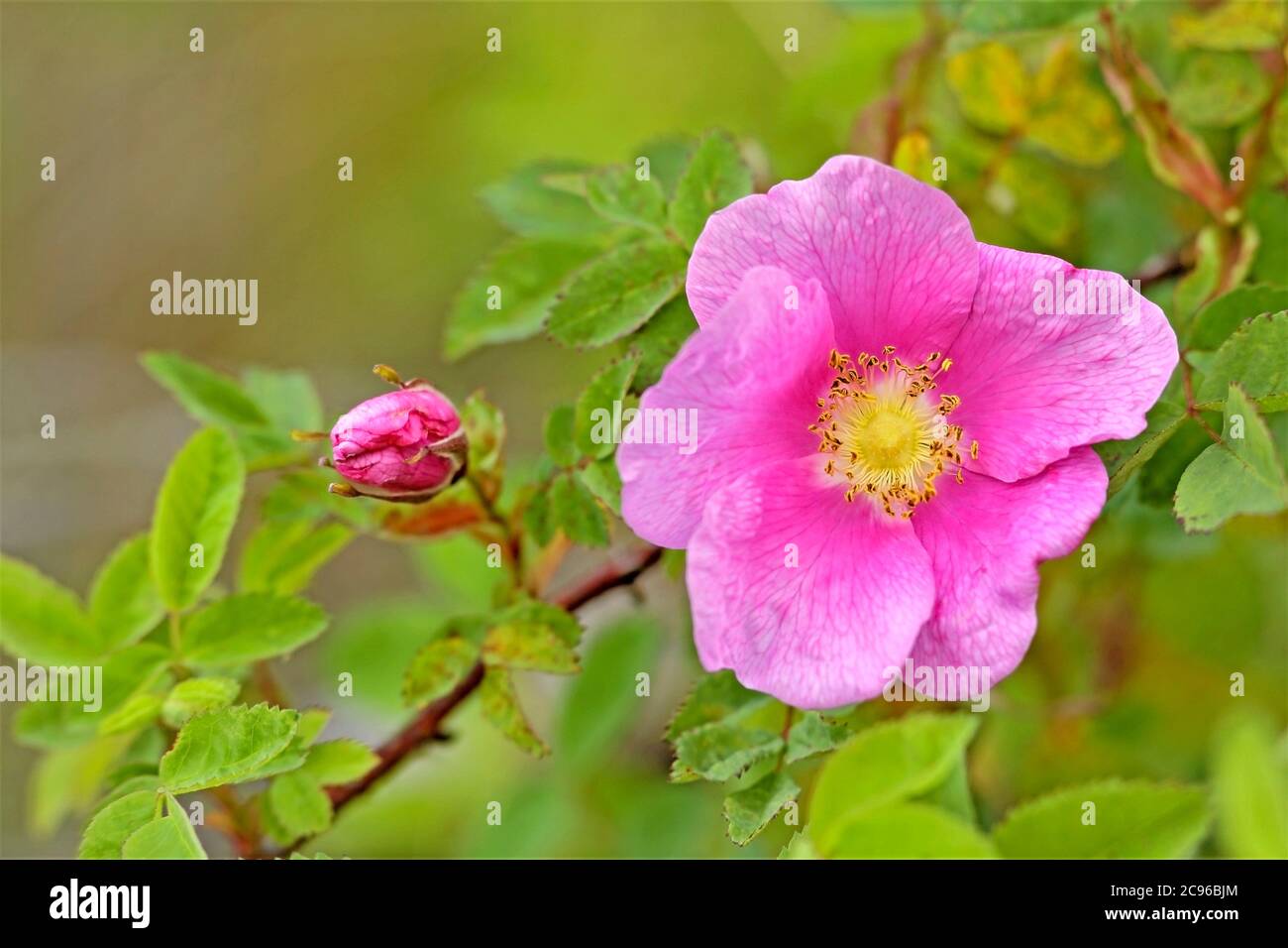 Wilde Rose Blume in Blüte. Selektiver Fokus. Stockfoto