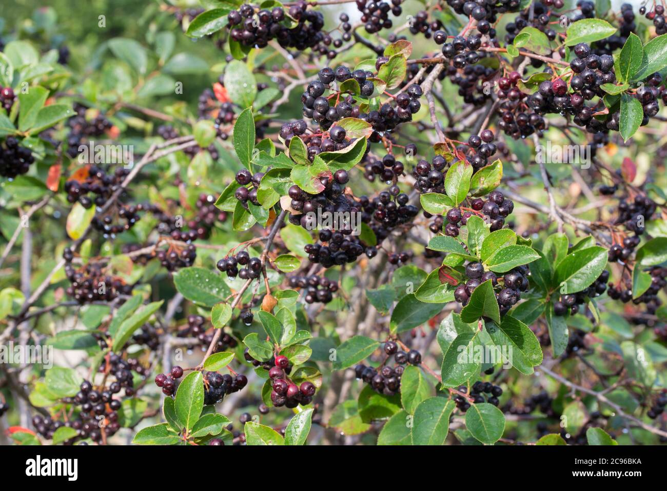 Aronia melanocarpa, schwarz Aronia Beeren auf Zweig closeup Stockfoto