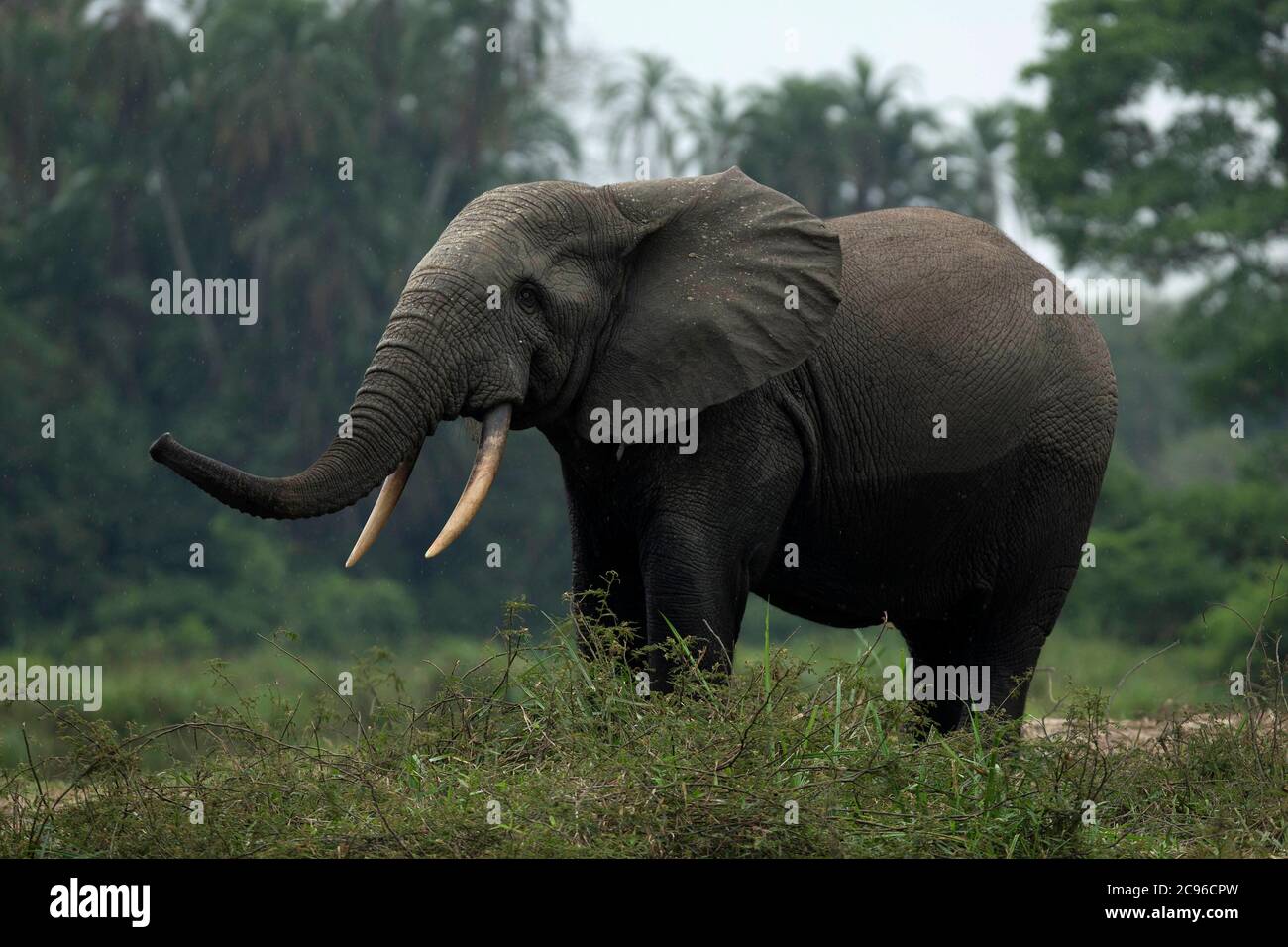 Afrikanischer Waldelefant (Loxodonta cyclotis). Odzala-Kokoua Nationalpark, Republik Kongo. Stockfoto