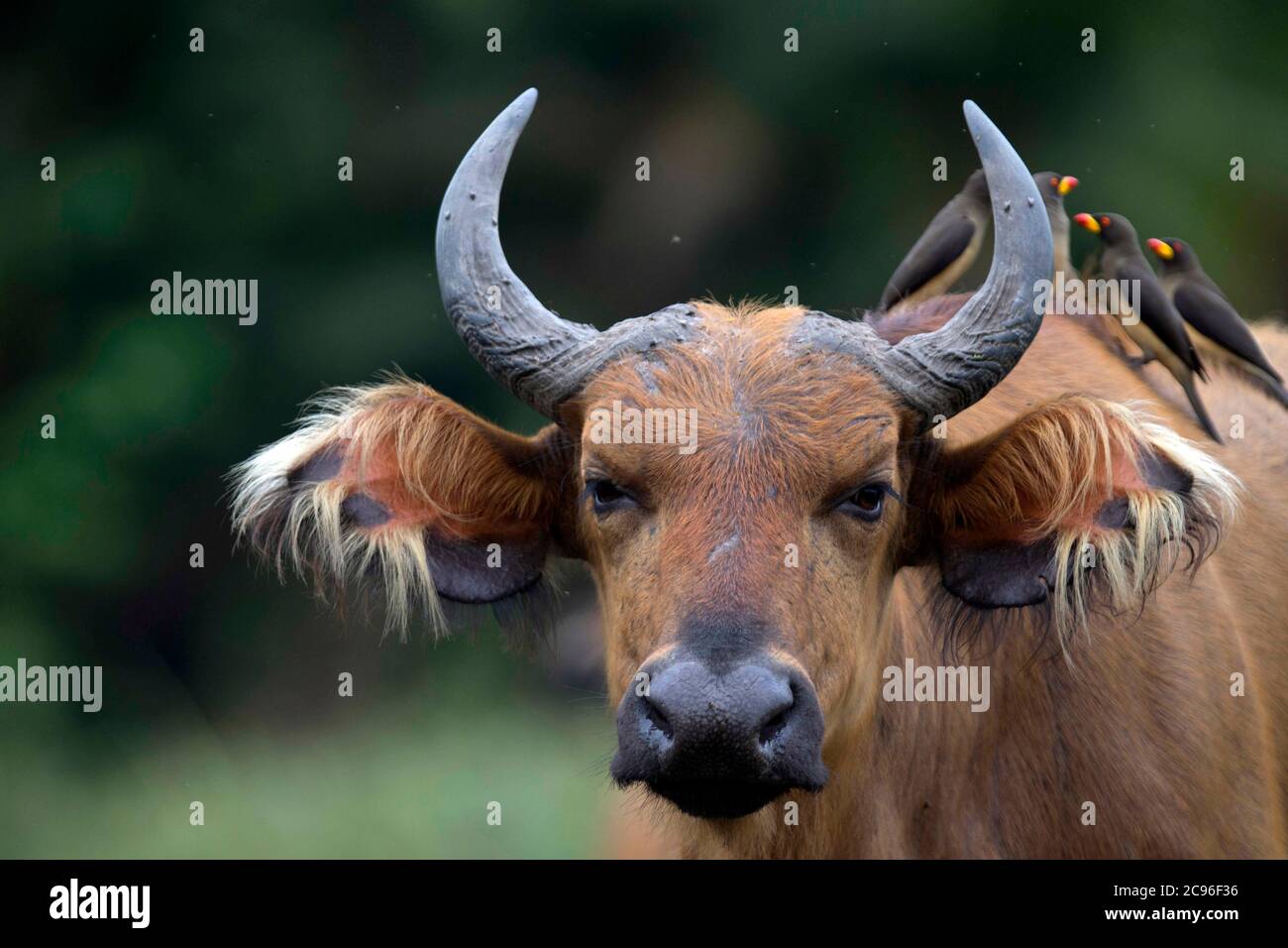 Afrikanischer Waldbüffel (Syncerus caffer nanus). Odzala-Kokoua Nationalpark, Republik Kongo. Stockfoto
