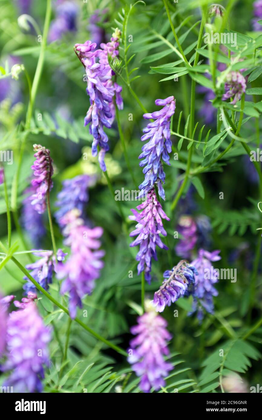 Getuftete Vetch, Vicia Cracca blüht in Schottland im Juni Stockfoto