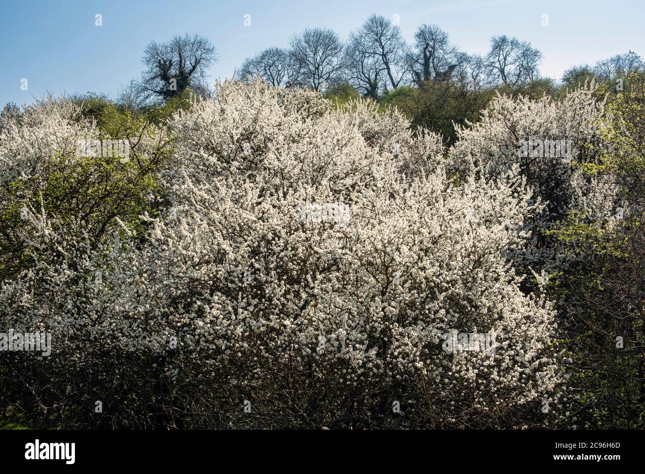 Schlehdorn in der Blüte ist ein schöner Anblick in den englischen Hecken im Frühling. Bradbourne, Derbyshire. Stockfoto