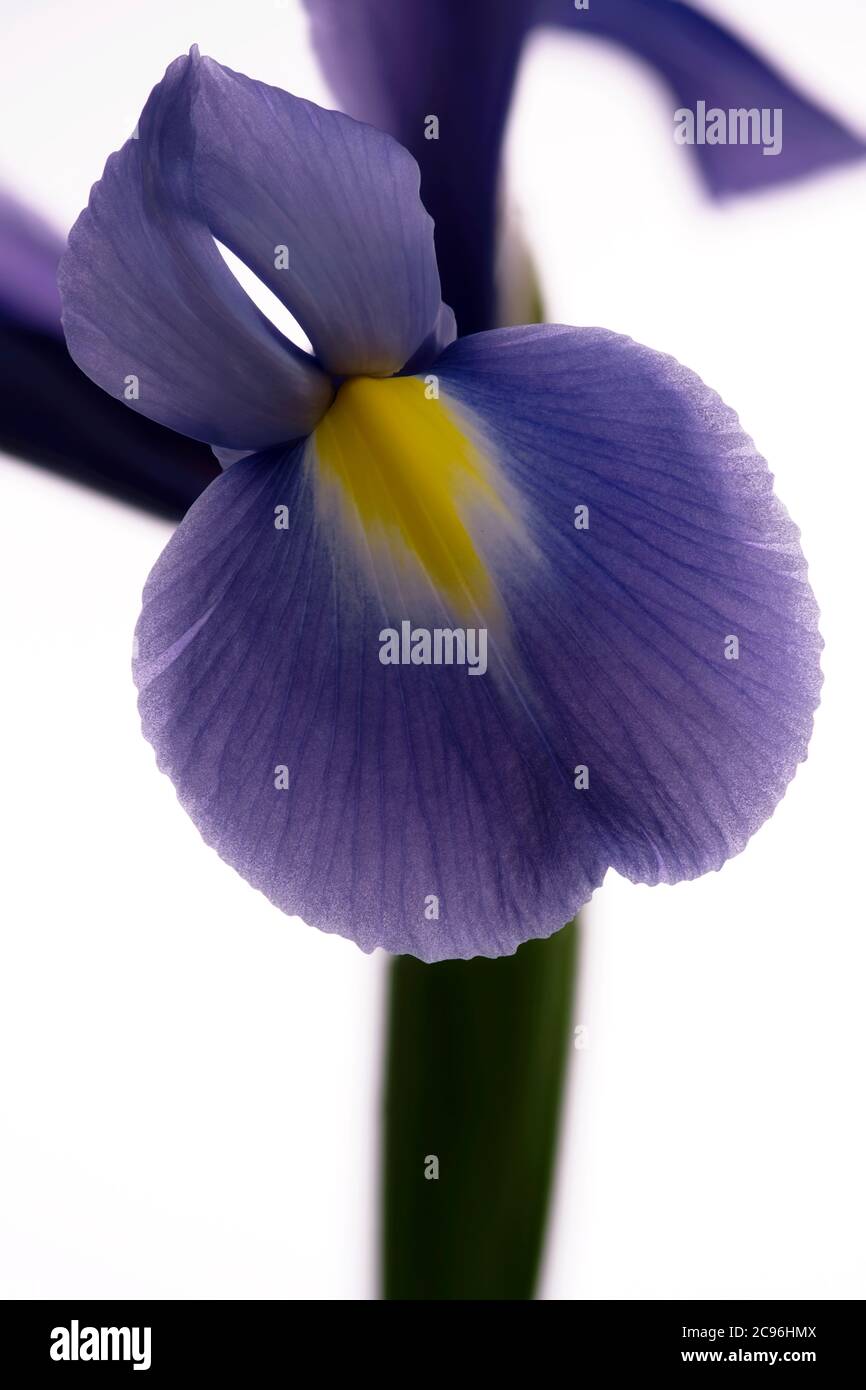Nahaufnahme einer lila Iris vor einem schlichten weißen Hintergrund Stockfoto