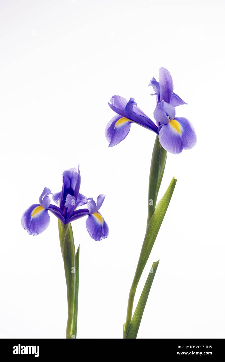 Zwei lila Iris vor einem weißen Hintergrund fotografiert Stockfoto