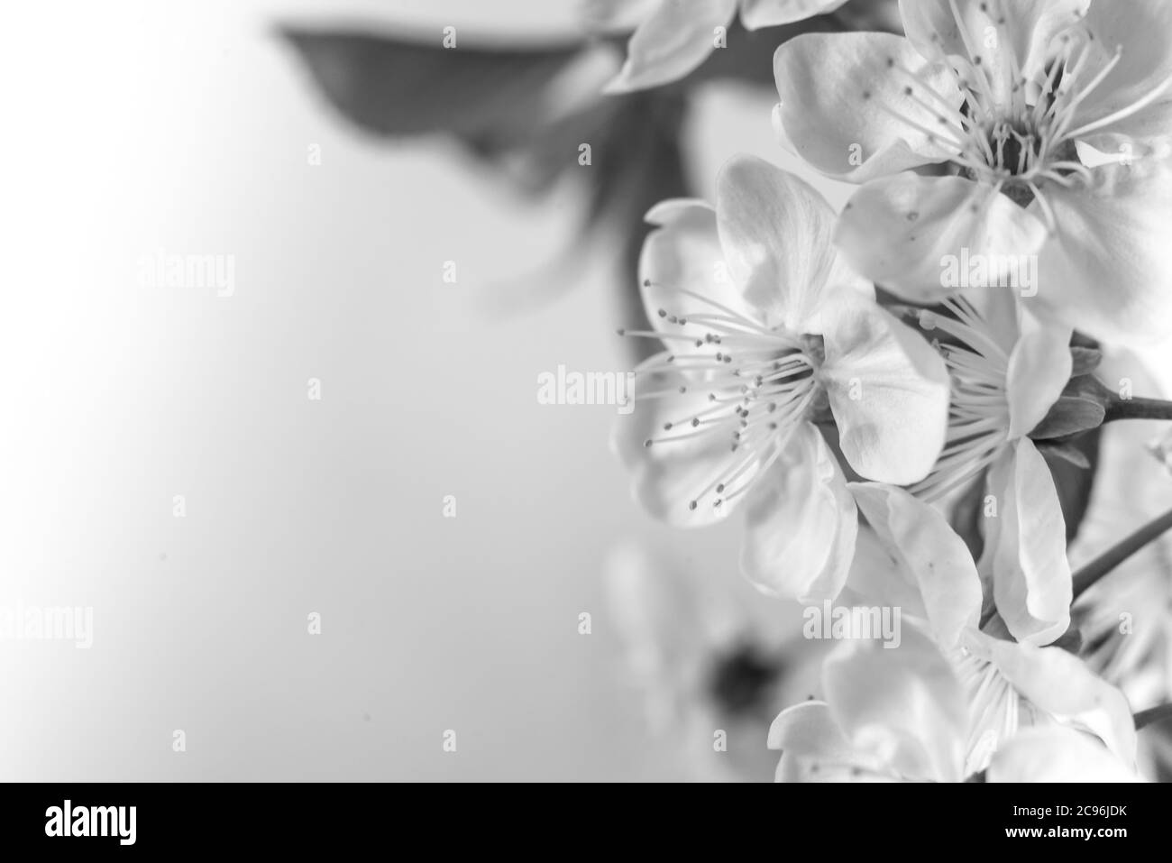 Schöne Kirschblüten aus der Nähe. Weiße Kirschblüten, romantische Licht Frühling Hintergrund. Frühlings-Sakura-Blüte. Weiße Kirschblüte mit selektiven Stockfoto
