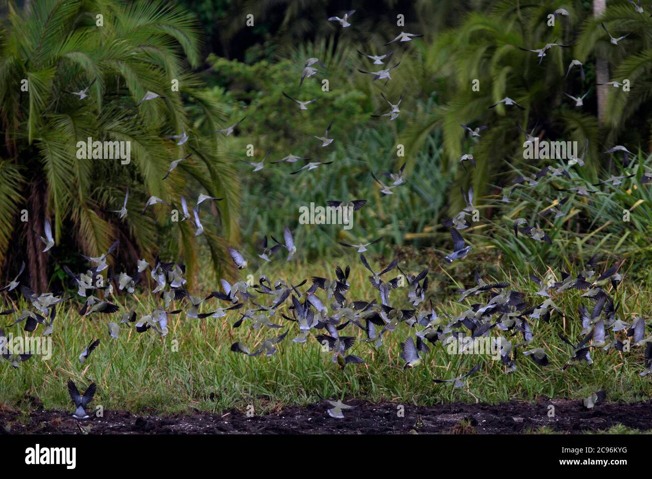 Afrikanische Grüntaube (Treron calvus) Herde. Odzala-Kokoua Nationalpark, Republik Kongo. Stockfoto