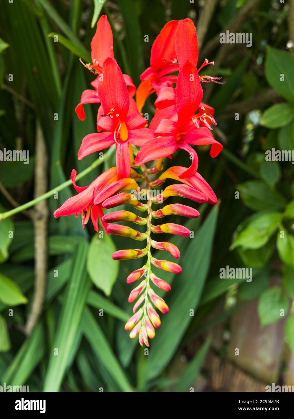 Eine blühende Crocosmia Luzifer Pflanze. Stockfoto