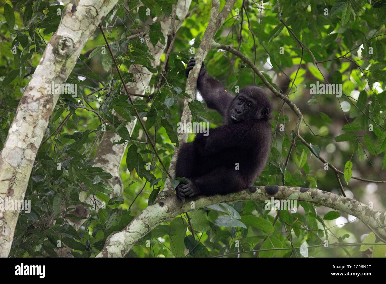 Westlicher Flachlandgorilla. Odzala-Kokoua Nationalpark, Republik Kongo. Stockfoto