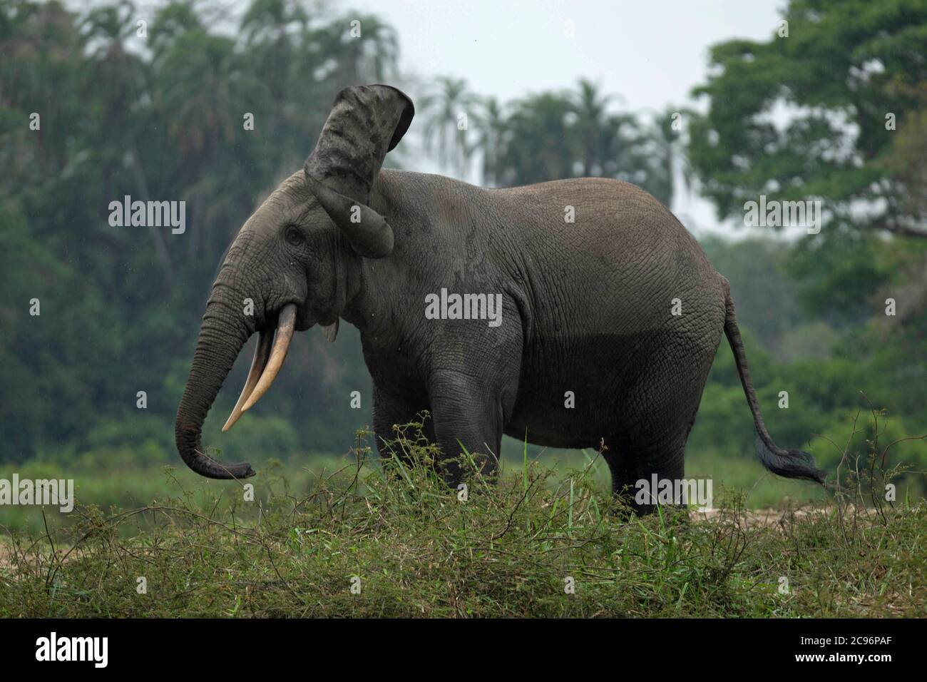 Afrikanischer Waldelefant (Loxodonta cyclotis). Odzala-Kokoua Nationalpark, Republik Kongo. Stockfoto