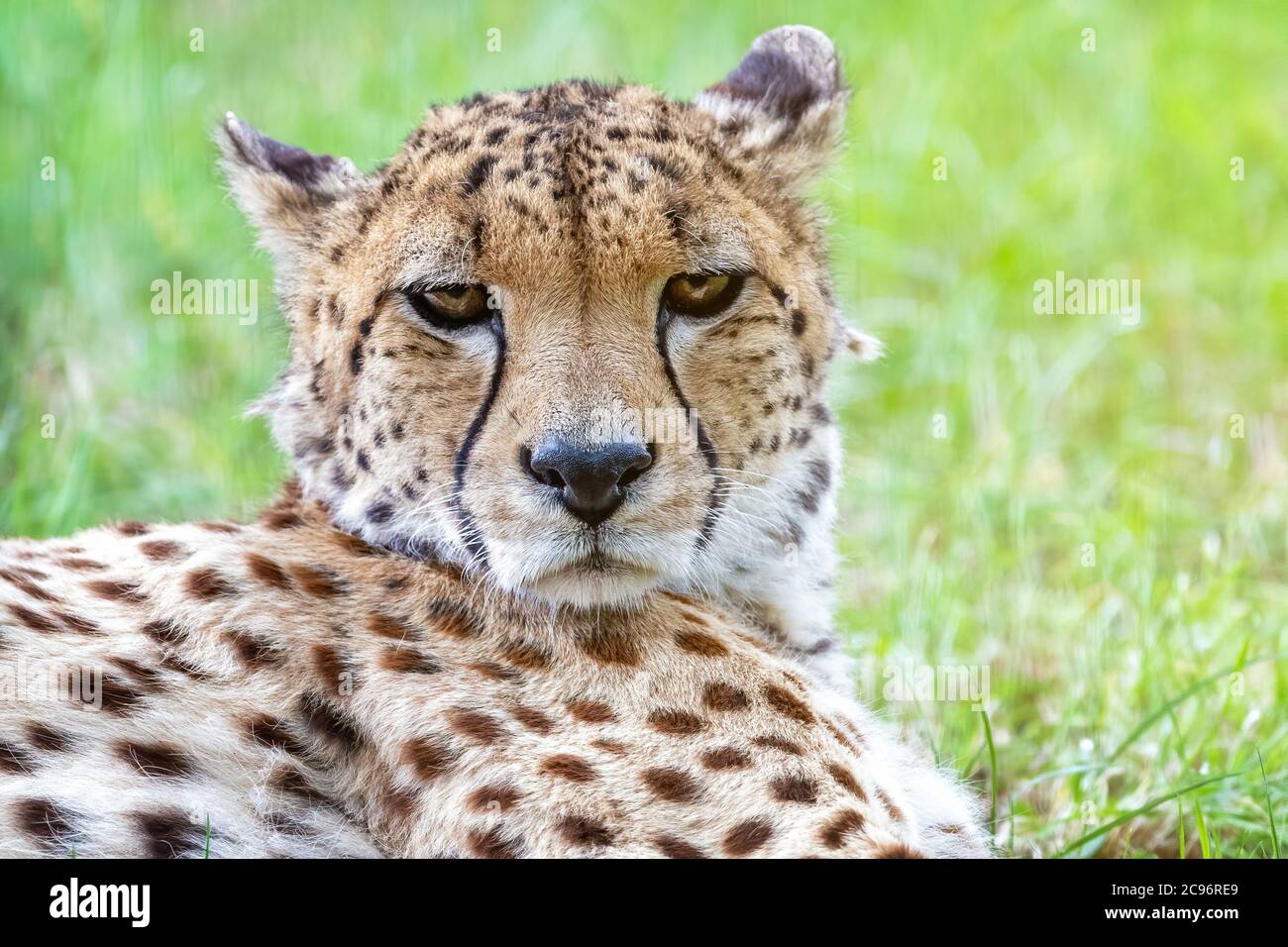 Nahaufnahme des Gesichts eines erwachsenen Geparden, Acinonyx jubatus, der im kühlen Gras liegt. Stockfoto