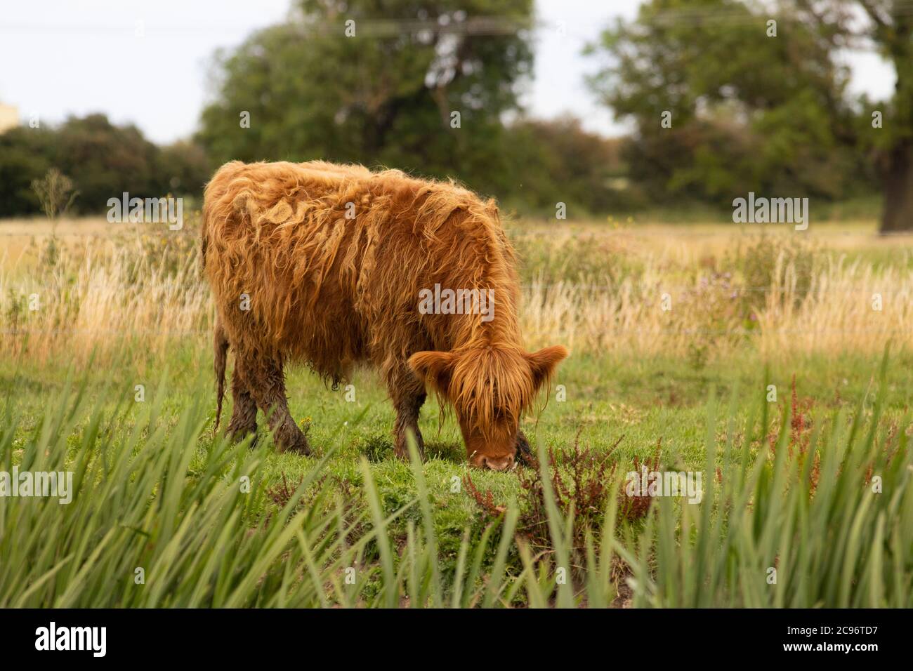 Highland Cow, Rinder, Beweidung am Ufer des Flusses Ouse, Cambridgeshire, Großbritannien. Stockfoto