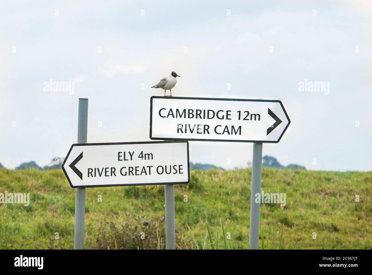 River Cam, Cambridgeshire Landschaften, Sonnenaufgang über dem Fluss, Sommer 2020 Stockfoto