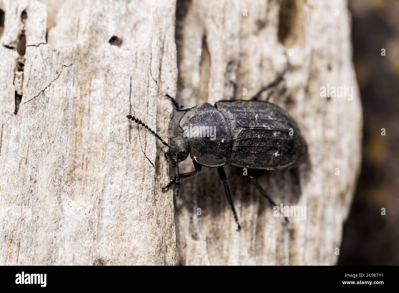 Silpha tristis -Fotos und -Bildmaterial in hoher Auflösung – Alamy