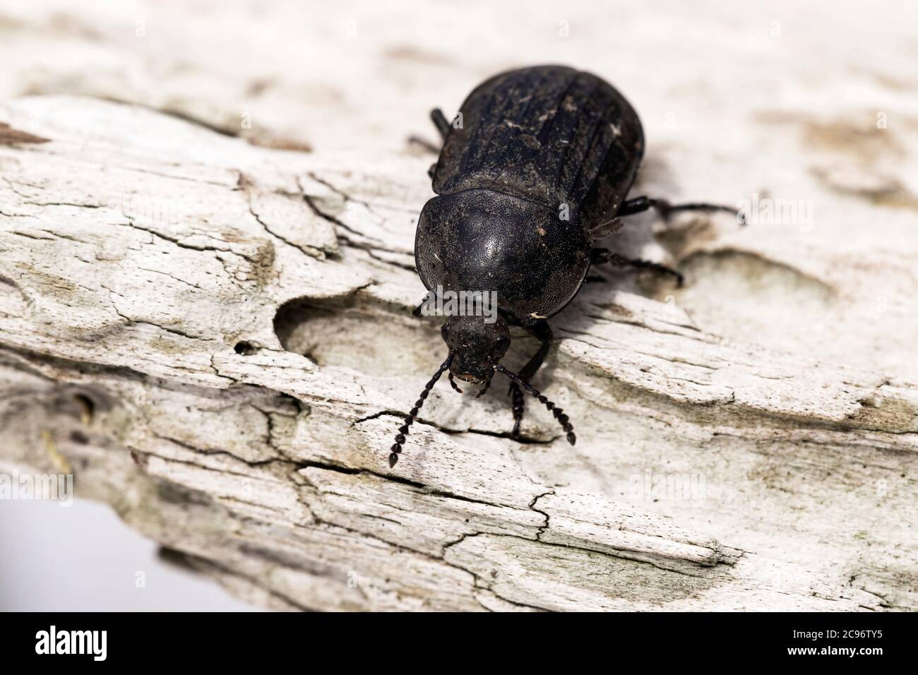 Silpha tristis -Fotos und -Bildmaterial in hoher Auflösung – Alamy