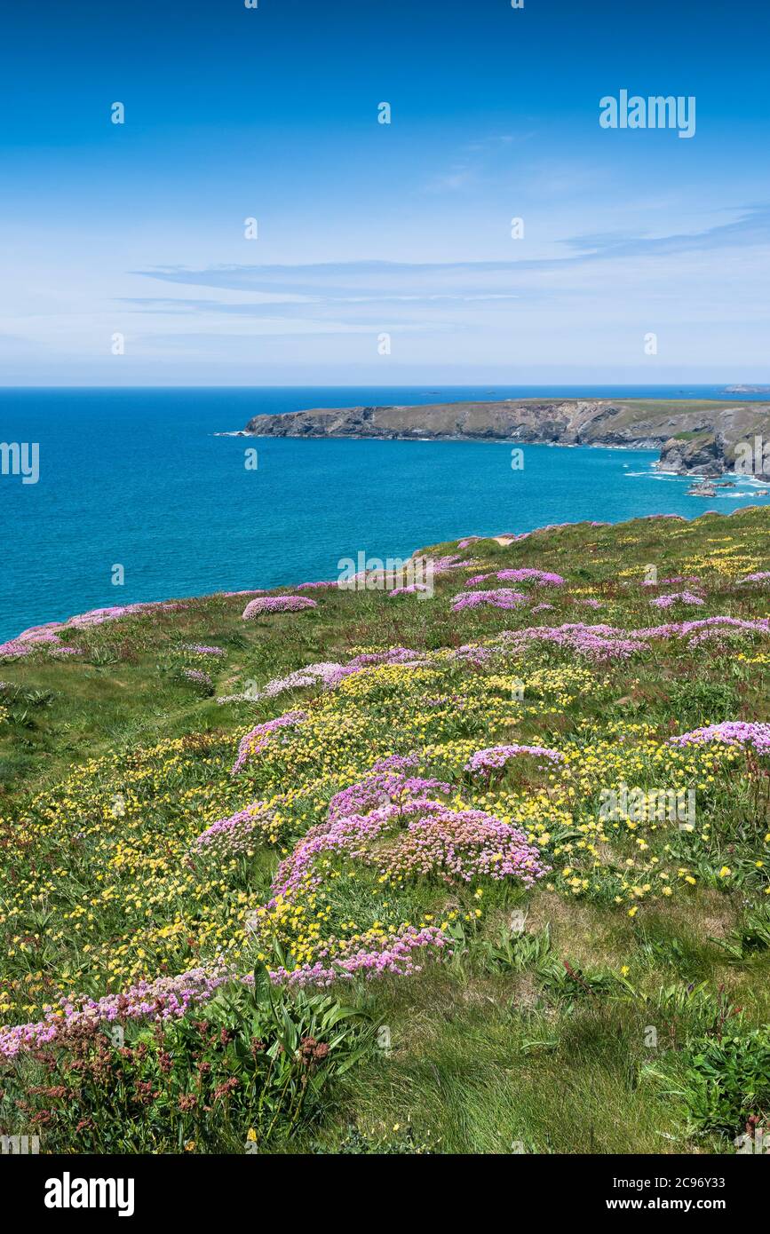 Meeresblüte Armeria maritima und Nierenziefer Anthyllis velneraria wächst auf dem Küstenpfad bei Bedruthan Steps in Carnewas in Cornwall. Stockfoto
