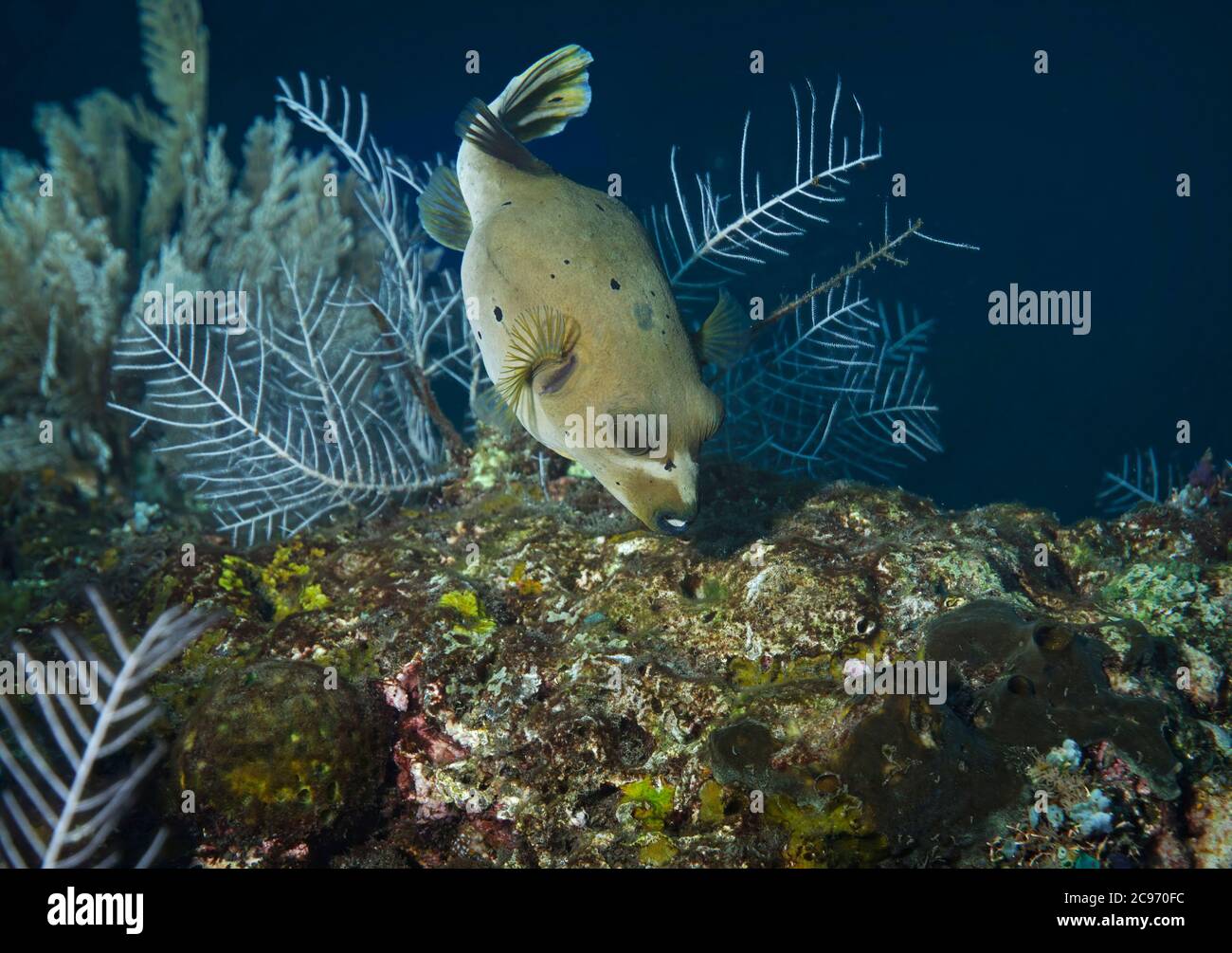 Schwarzfleckiger Puffer, Arothron nigropunctatus, am Riff, Tulamben, Bali, Indonesien Stockfoto