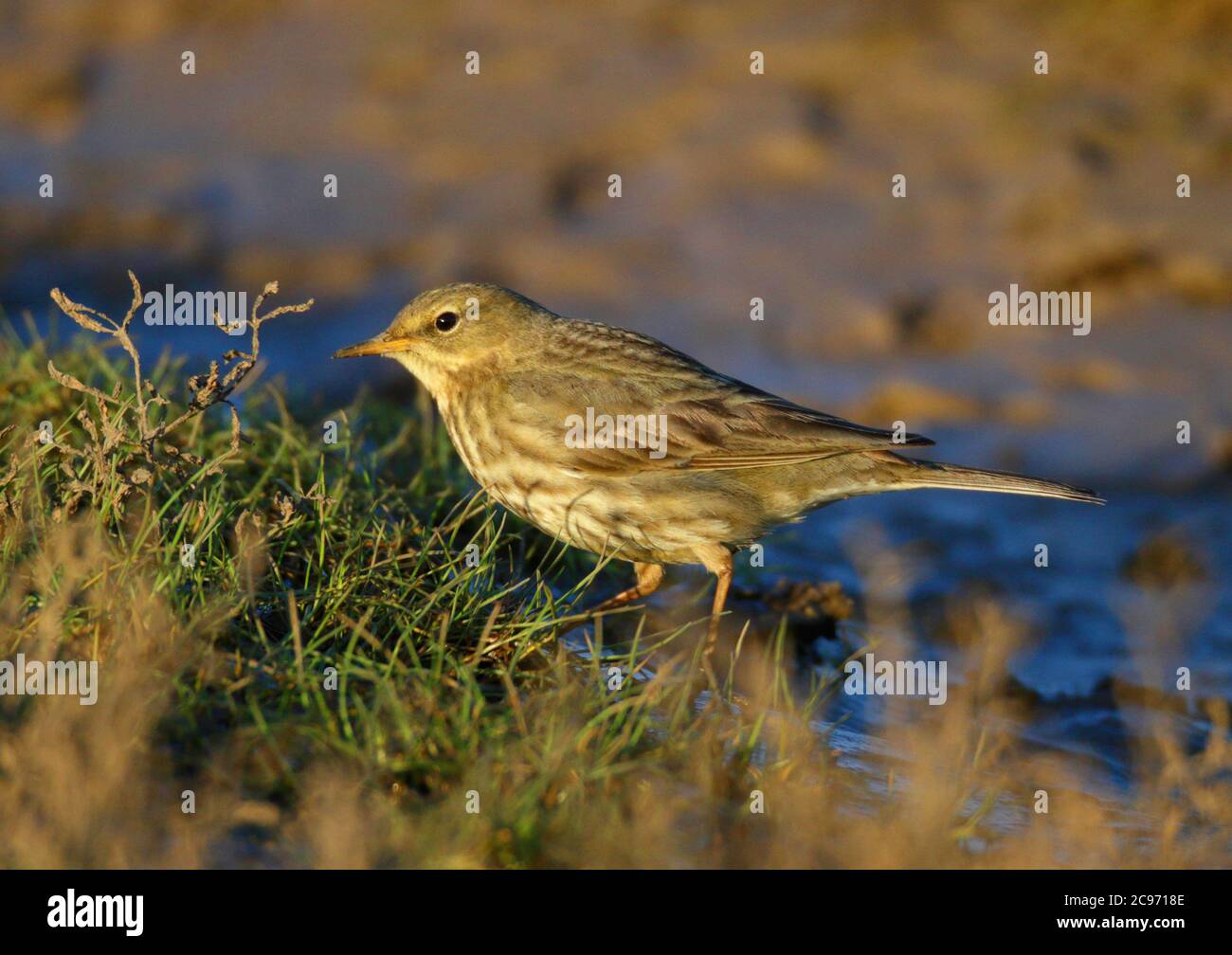 British Rock Pitpit (Anthus petrosus petrosus, Anthus petrosus), Nahrungssuche auf dem Boden im Schlamm, Großbritannien, England, Norfolk Stockfoto