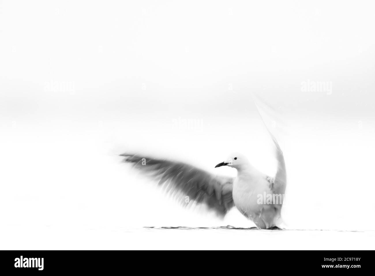 Schlankschnabelmöwe (Larus genei, Chroicocephalus genei), flatternde Flügel, High-key, Spanien, Katalonia Stockfoto