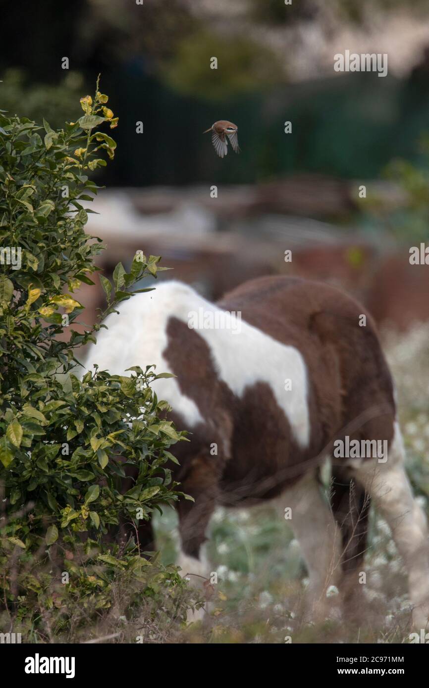 Braunwürger (Lanius cristatus), Ausziehen aus einem Busch mit Hauspferd im Hintergrund, Spanien Stockfoto