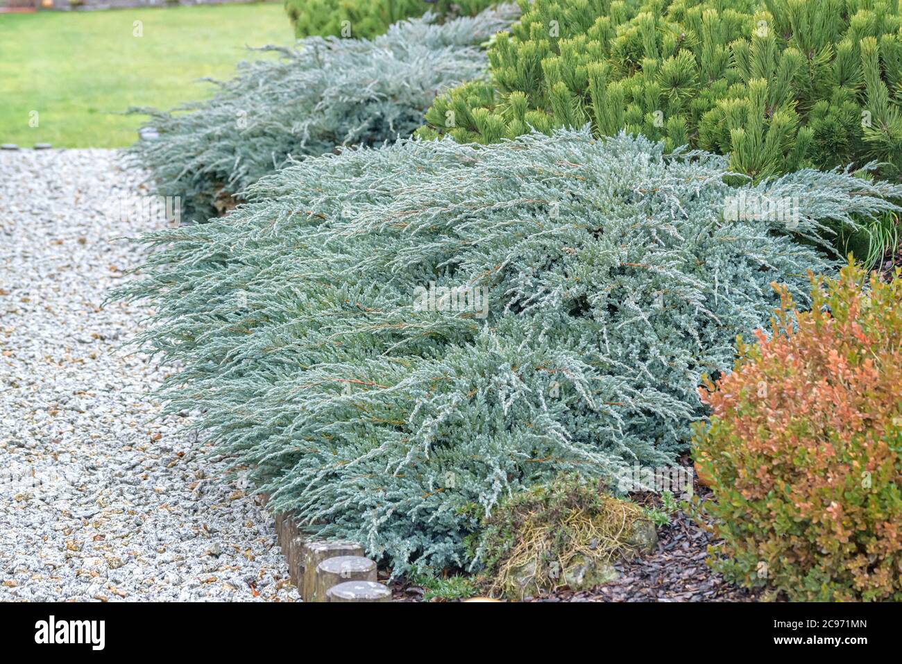 Blauer Sternenzieh, schuppiger Wacholder (Juniperus squamata 'Blue Carpet', Juniperus squamata Blue Carpet), an einem Pfad, Sorte Blauer Teppich, Deutschland, Bayern Stockfoto