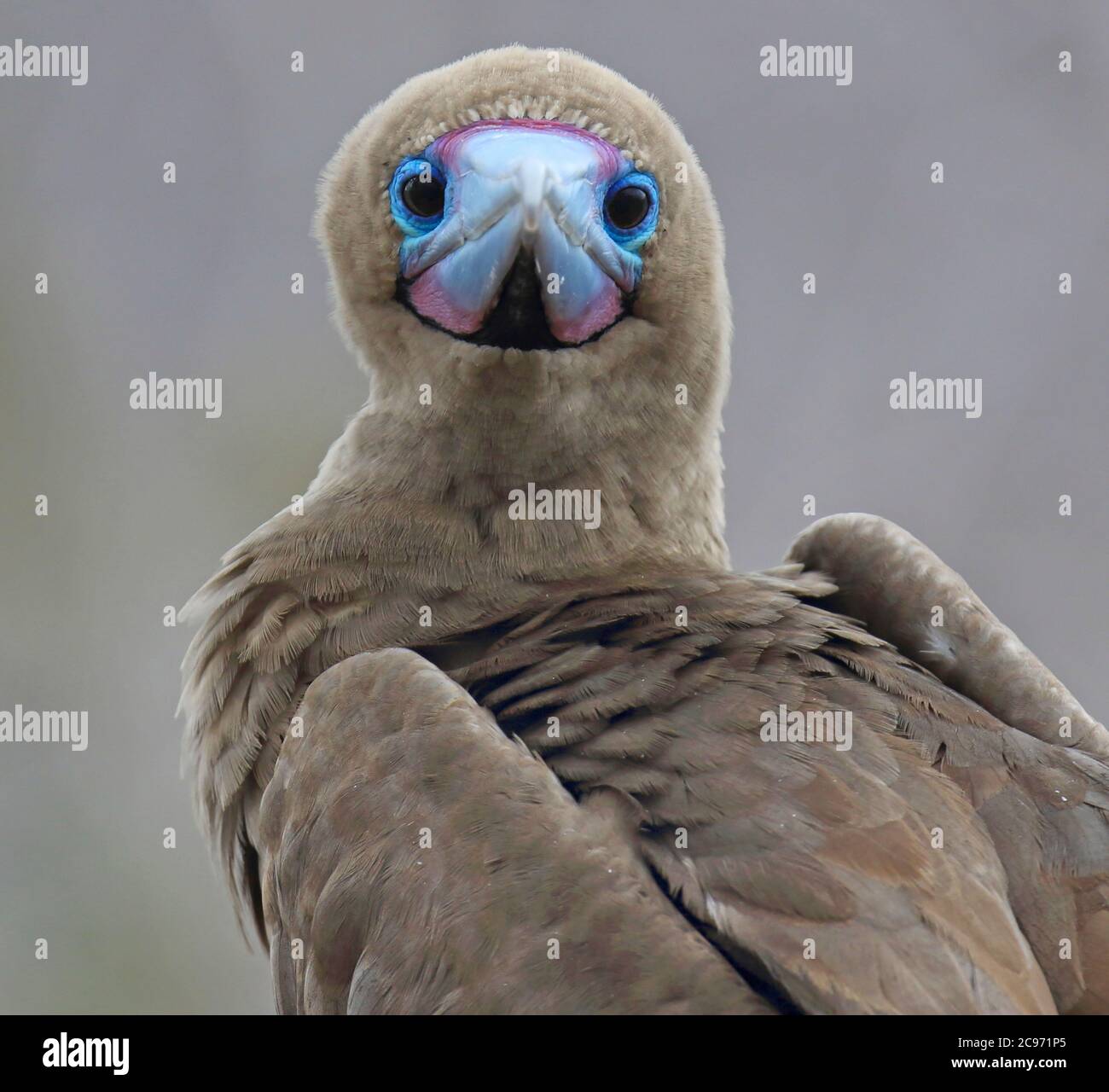 Rotfußbooby (Sula sula websteri, Sula websteri), starrt in die Kamera, Ecuador, Galapagos-Inseln Stockfoto