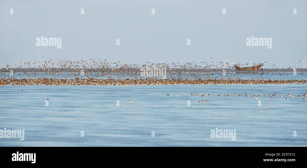 Schar von Küstenvögeln, die in seichtem Wasser an der Ostküste Chinas ruhen. Aufgrund der bevorstehenden Flut fangen die Vögel an, sich in ein anderes Gebiet zu bewegen., China Stockfoto