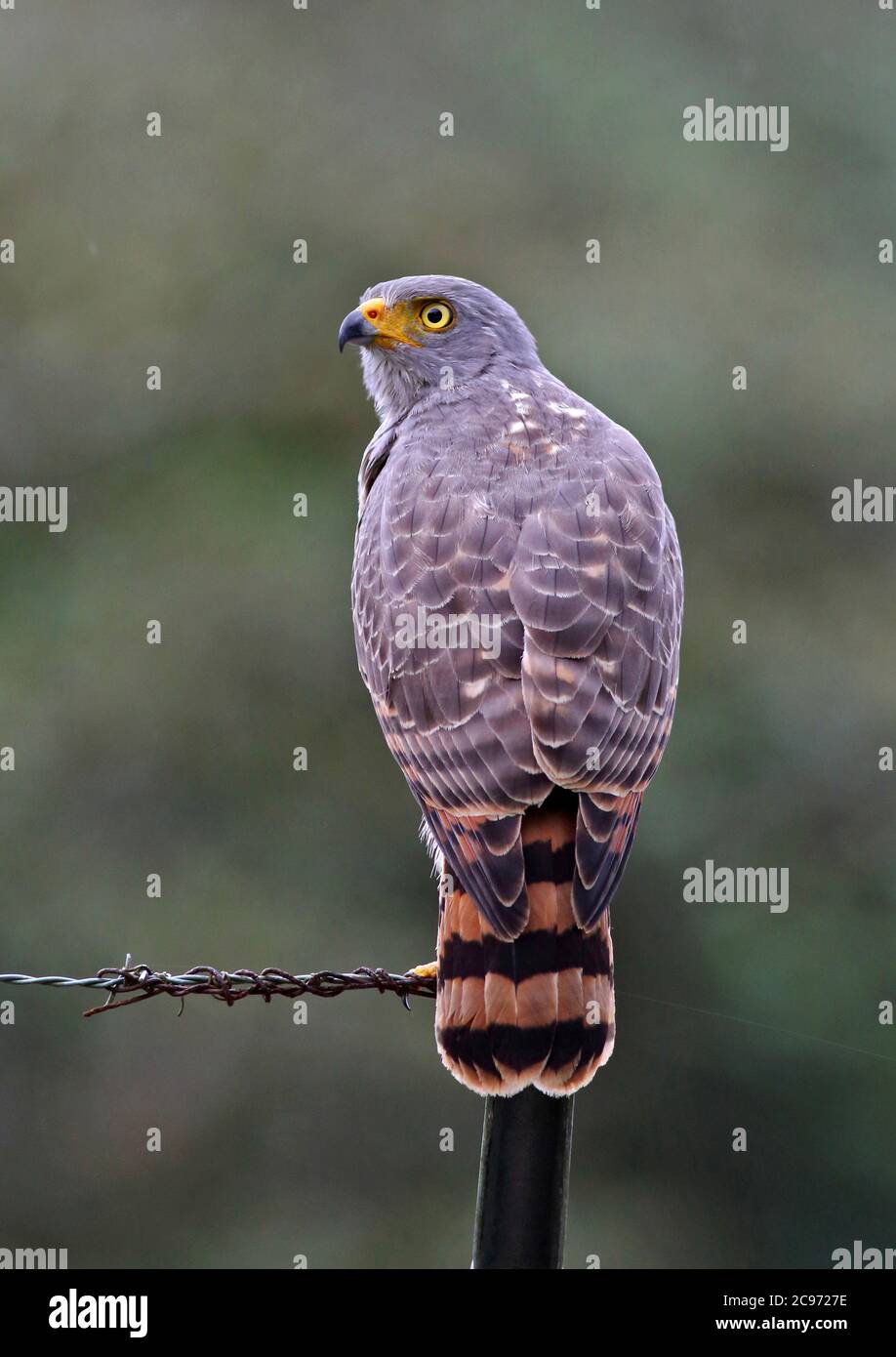 Barred Honigbussard (Rupornis magnirostris), Erwachsene auf einem Draht, Costa Rica Stockfoto