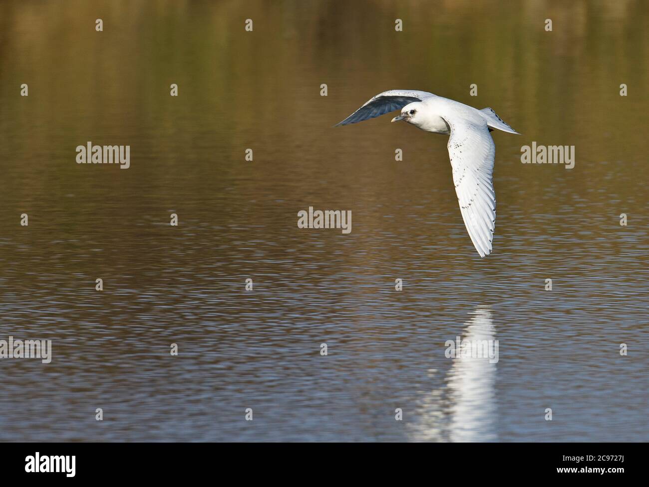 Elfenbeinmöwe (Pagophila eburnea), zweiter Winter gefiedert überwinternd in der Nähe von Bordeaux in Frankreich, ein seltener arktischer Landstreifer nach Westeuropa, Frankreich Stockfoto