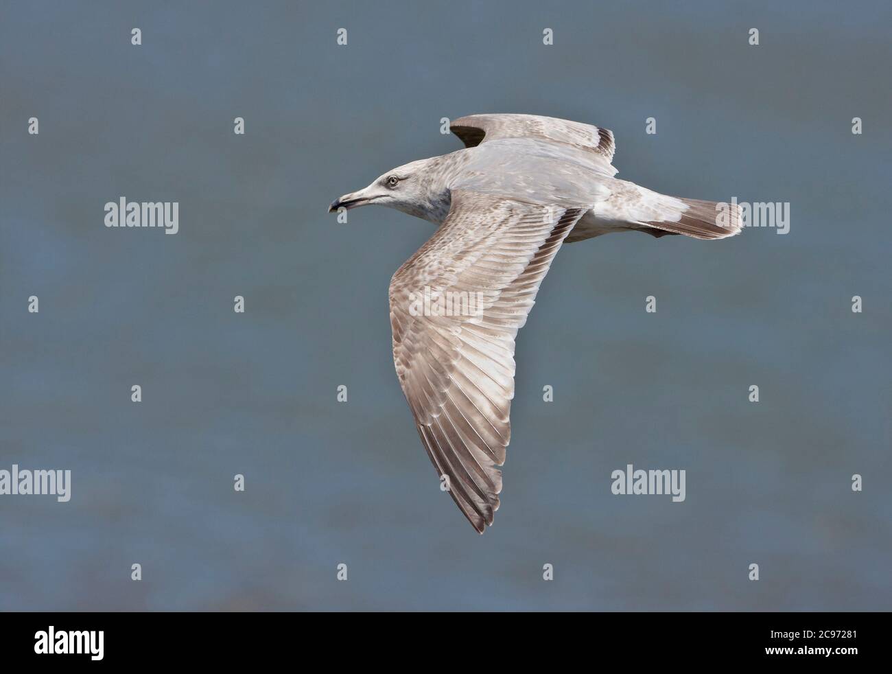 Amerikanische Heringsmöwe (Larus smithsonianus), Subadult an der Ostküste der Vereinigten Staaten, USA Stockfoto