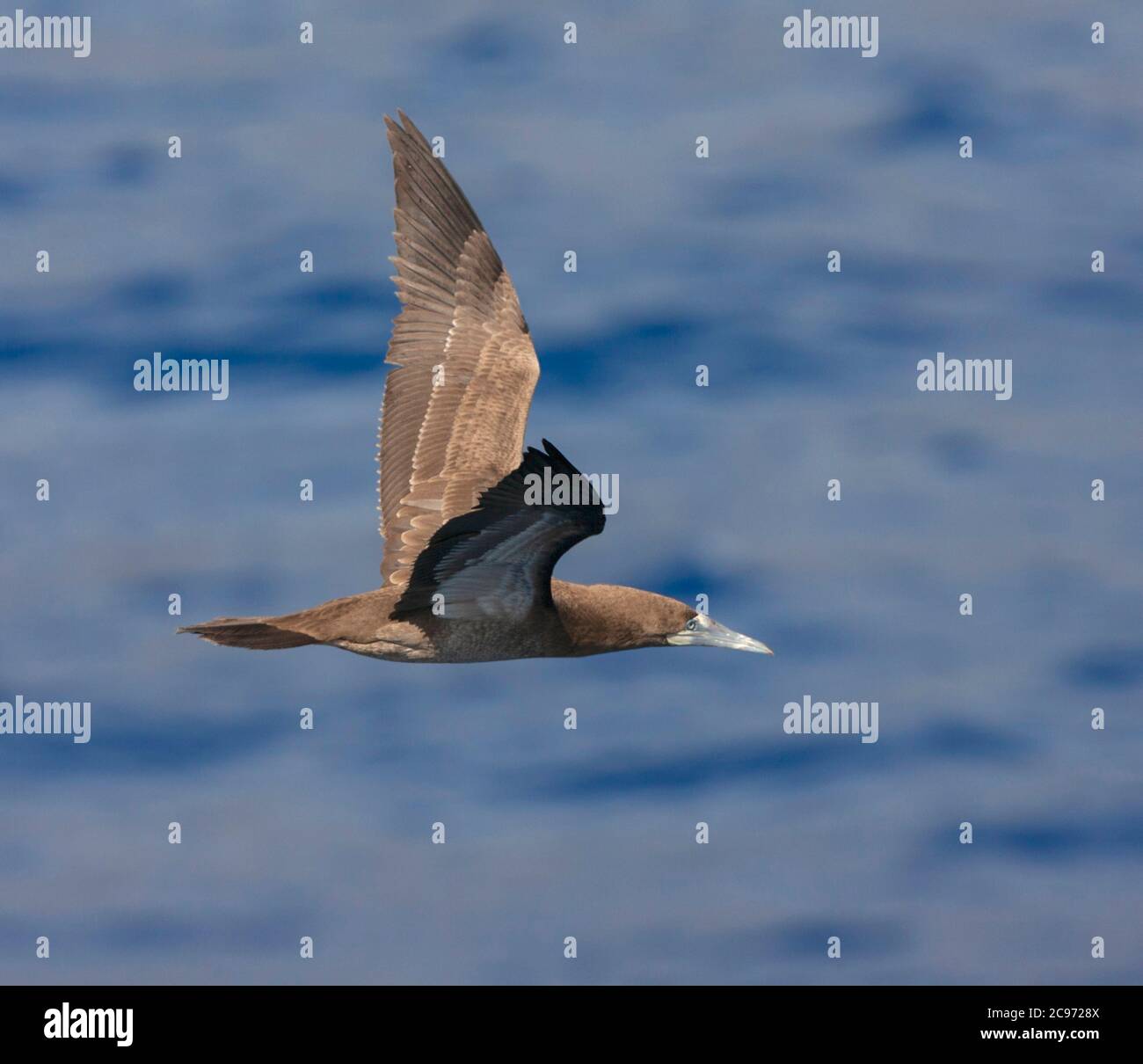 Braunbooby (Sula leucogaster leucogaster), unreif von unten gesehen, Ascension Stockfoto