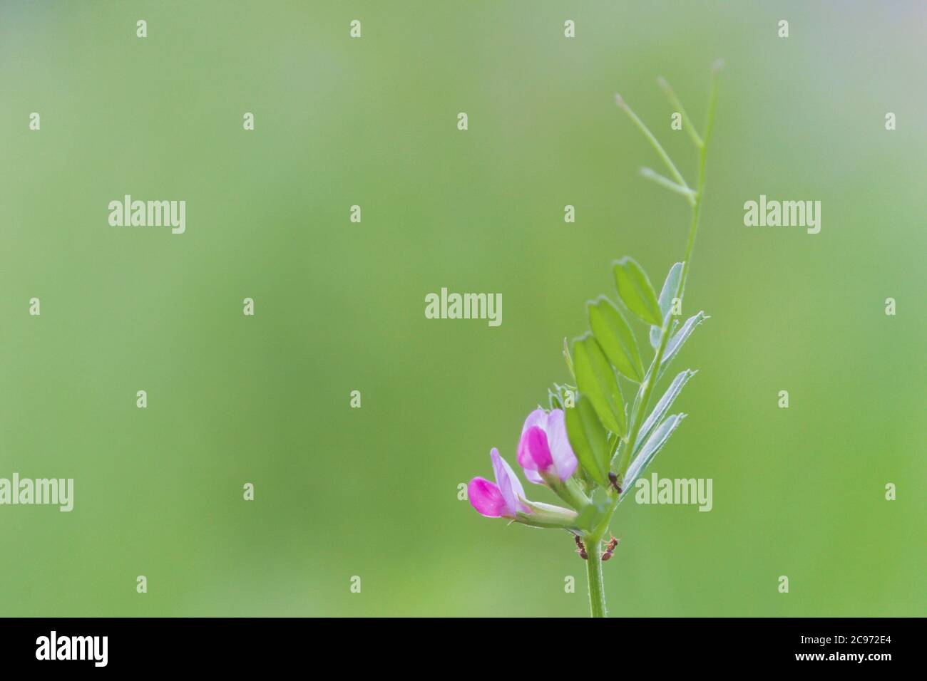 Vetch (Vicia angustifolia ssp. Segetalis, Vicia segetalis), blühend, mit Ameisen an den extraflora-Nektarien, Deutschland, Nordrhein-Westfalen Stockfoto