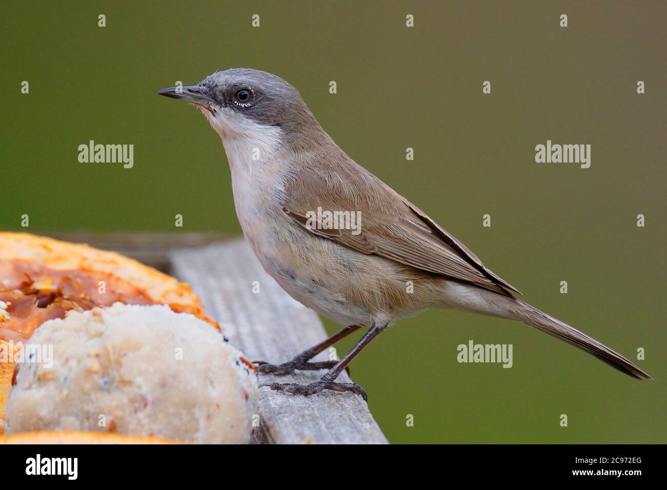 Sibirianischer Weißdorsch (Sylvia curruca blythi), überwintern sibirischer Weißdorsch im Frühfrühling, Großbritannien, England, Norfolk Stockfoto